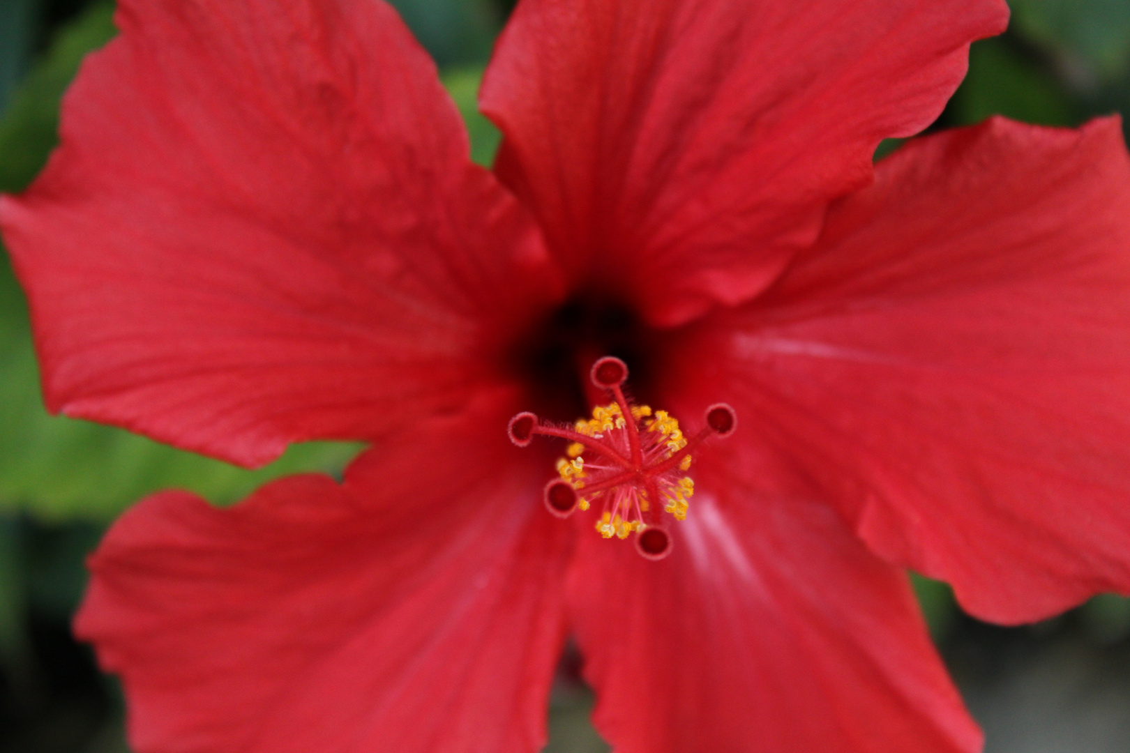 Hibiskus