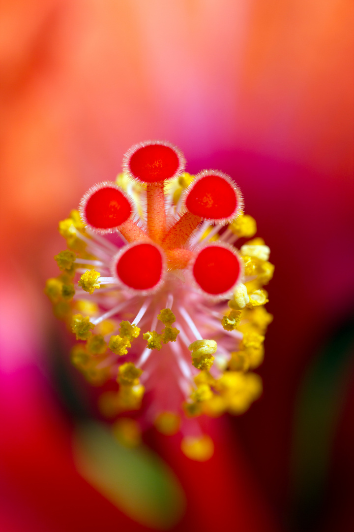 Hibiskus