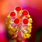 Hibiskus