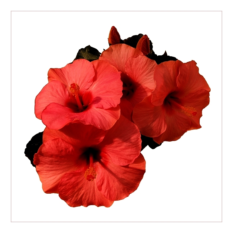 Hibiskus