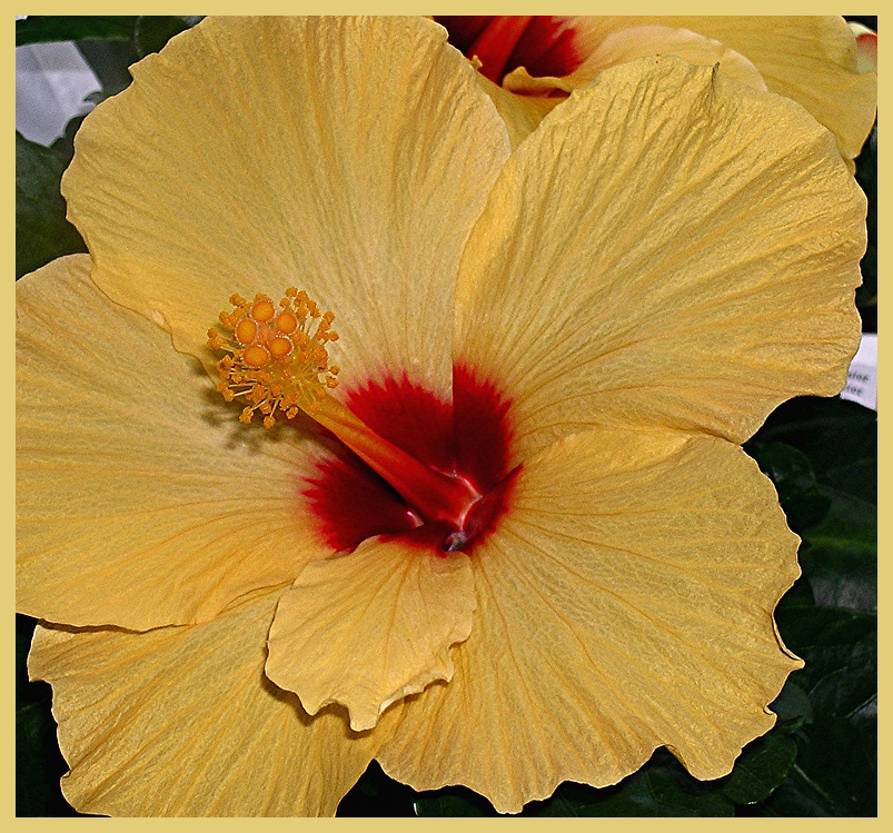 Hibiskus