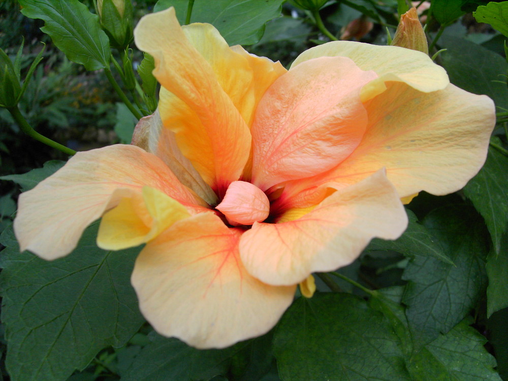 Hibiskus