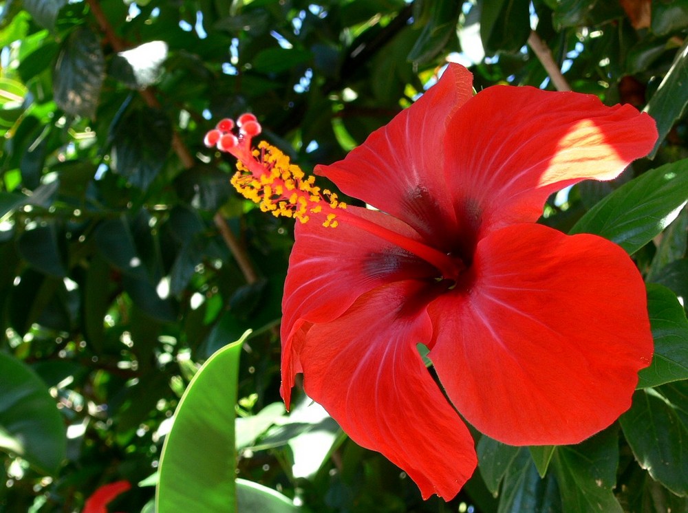 Hibiskus