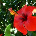 Hibiskus