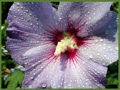 Hibiskus