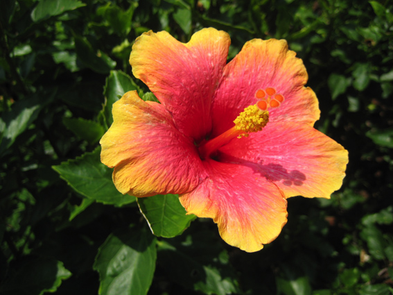 Hibiskus