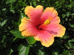 Hibiskus