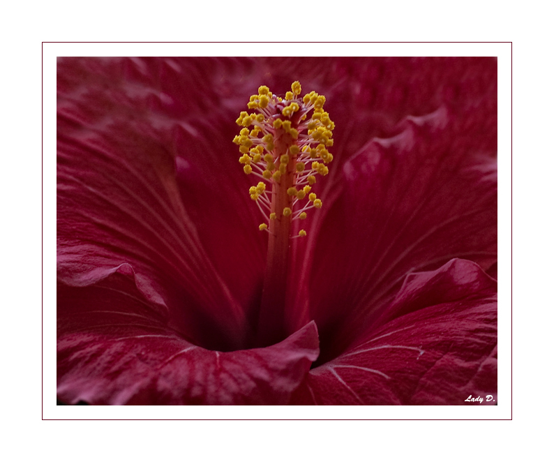 Hibiskus