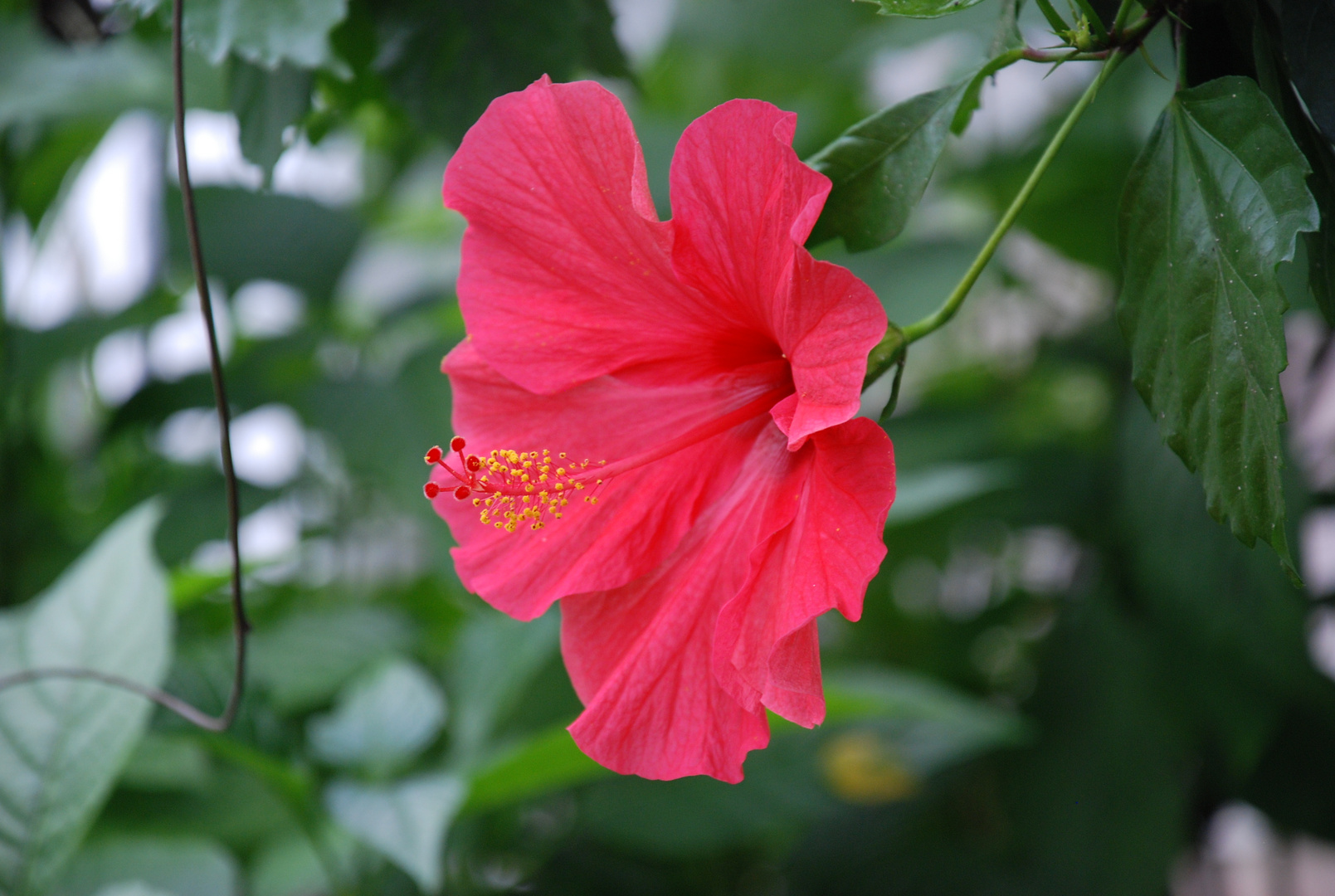 Hibiskus