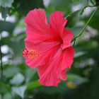 Hibiskus