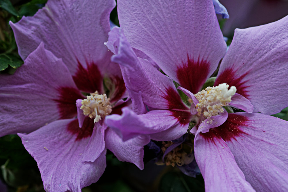 HIBISKUS