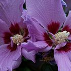 HIBISKUS