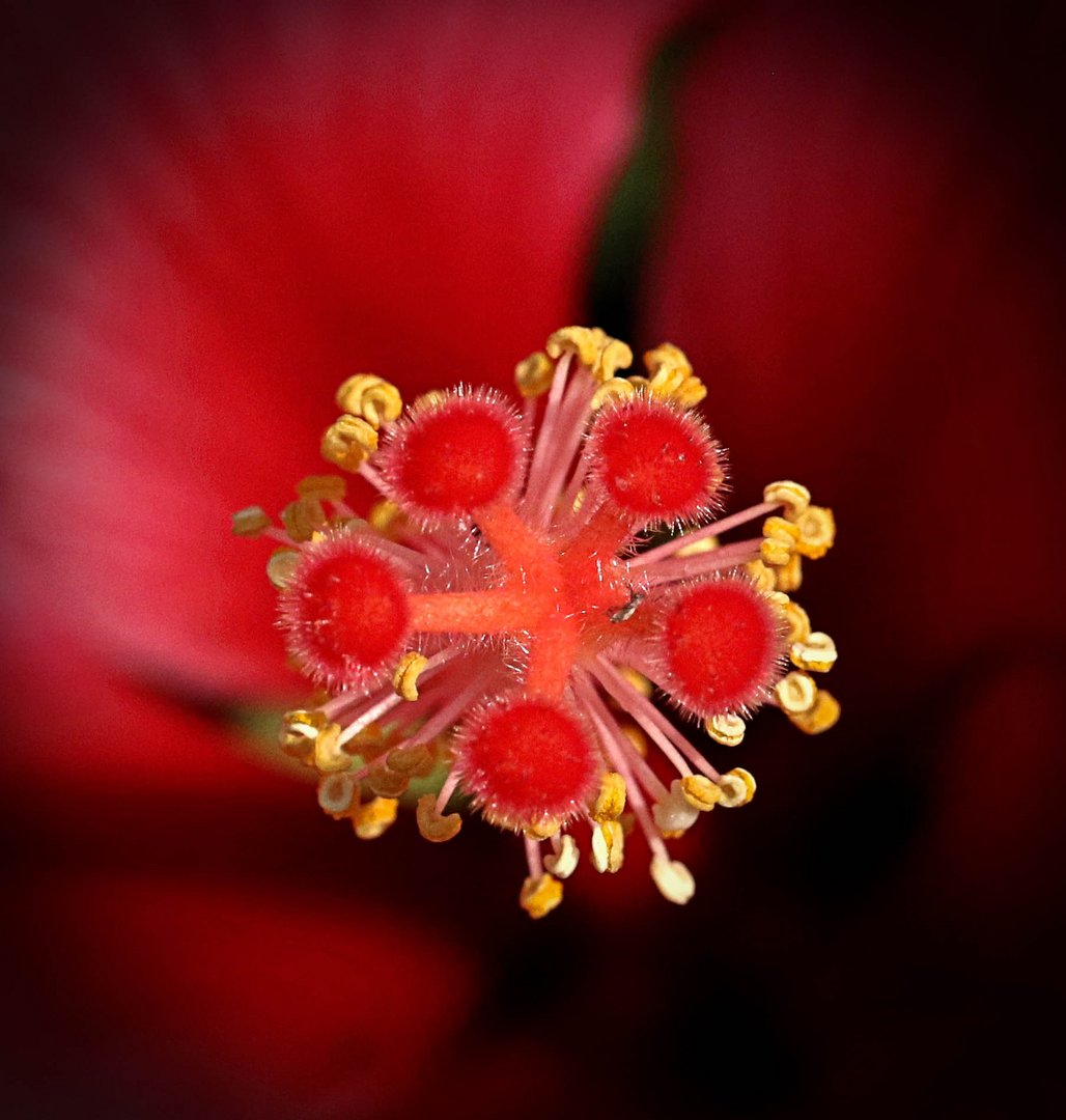 Hibiskus ...