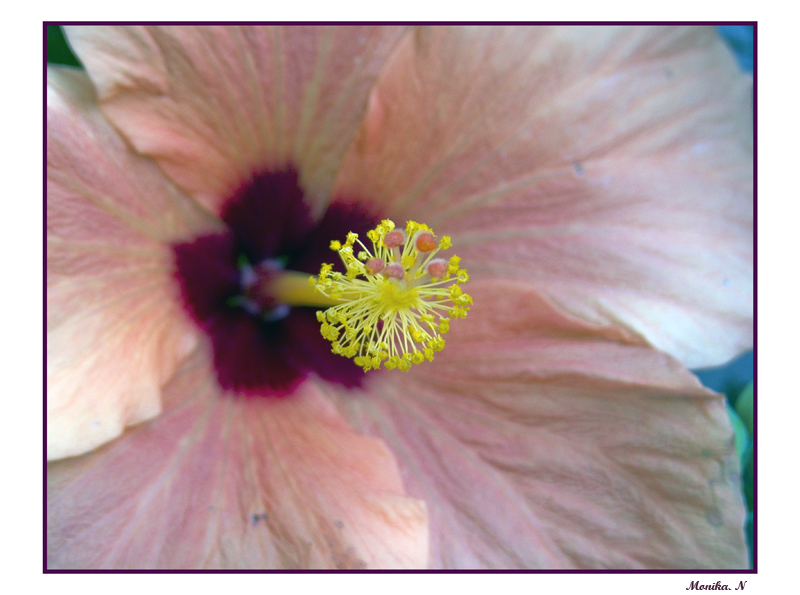 Hibiskus