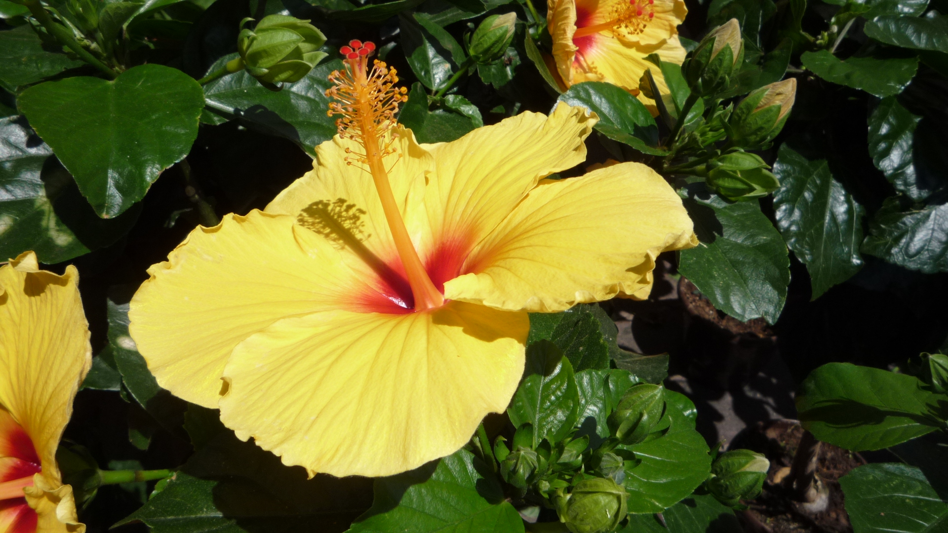 Hibiskus