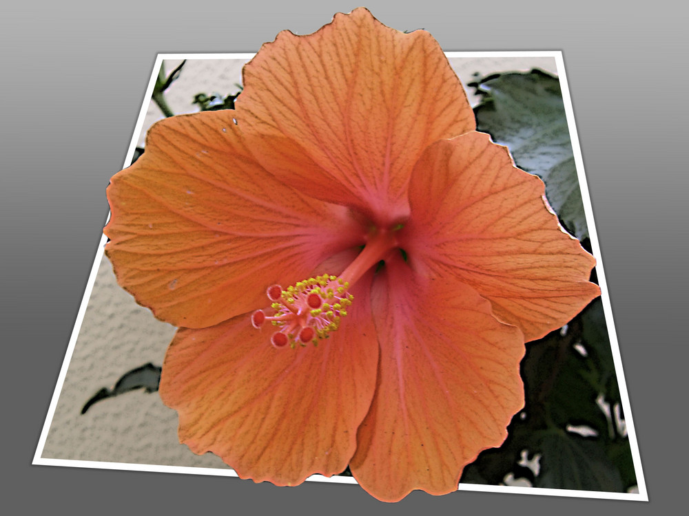 Hibiskus 3D