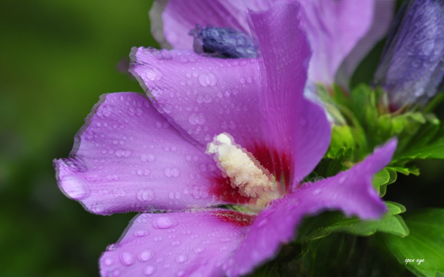 Hibiskus  3D Interlaced