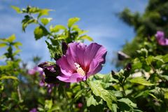 Hibiskus