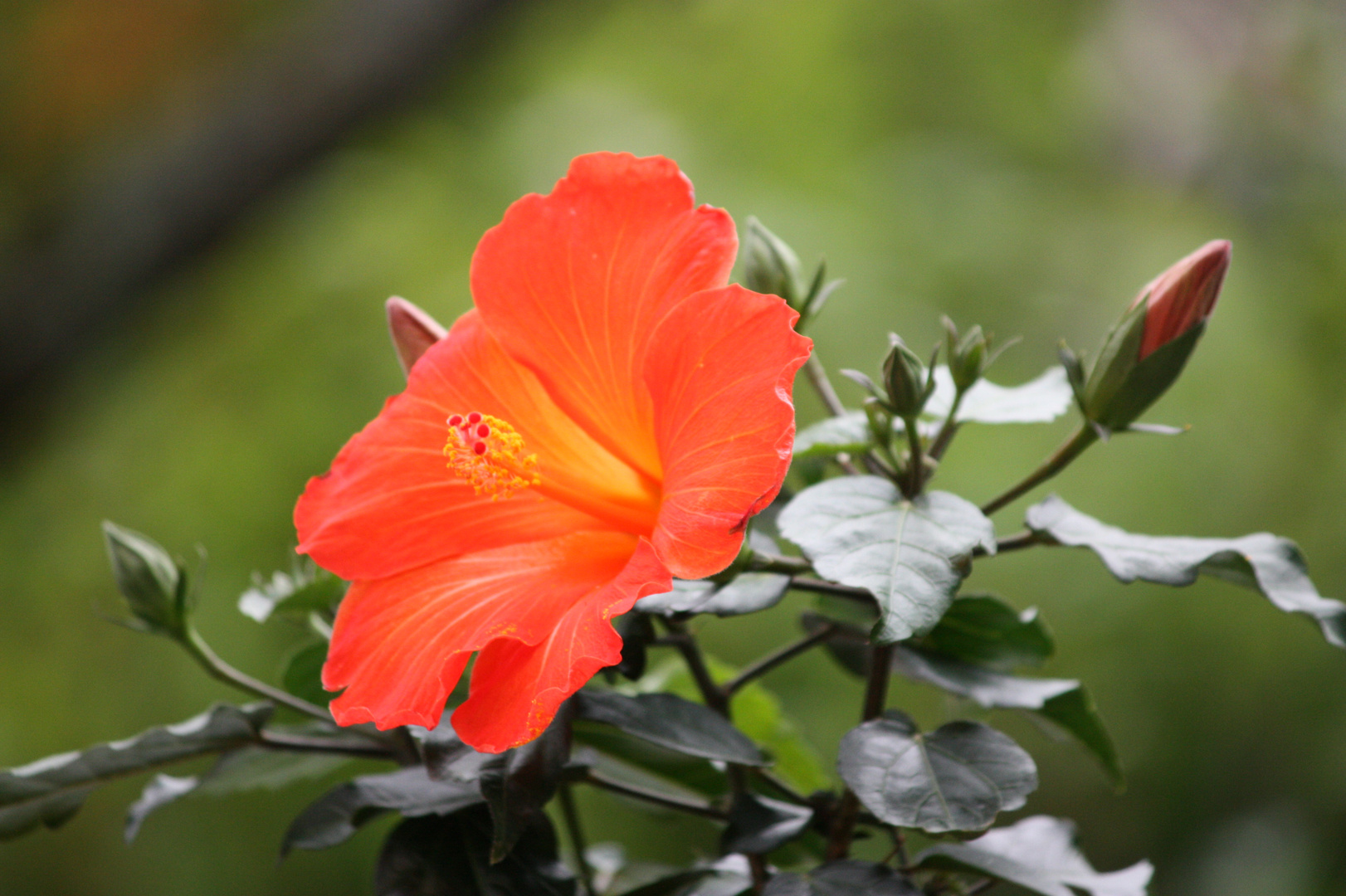 Hibiskus