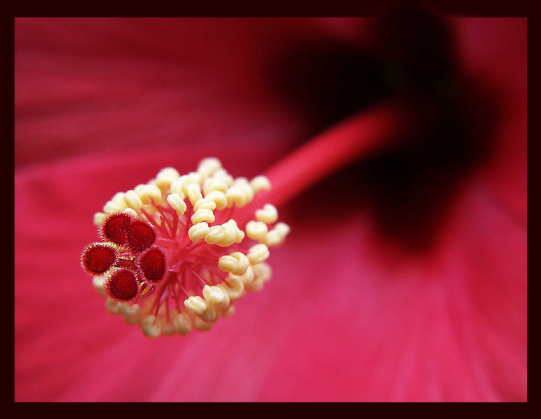 Hibiskus....