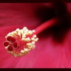 Hibiskus....