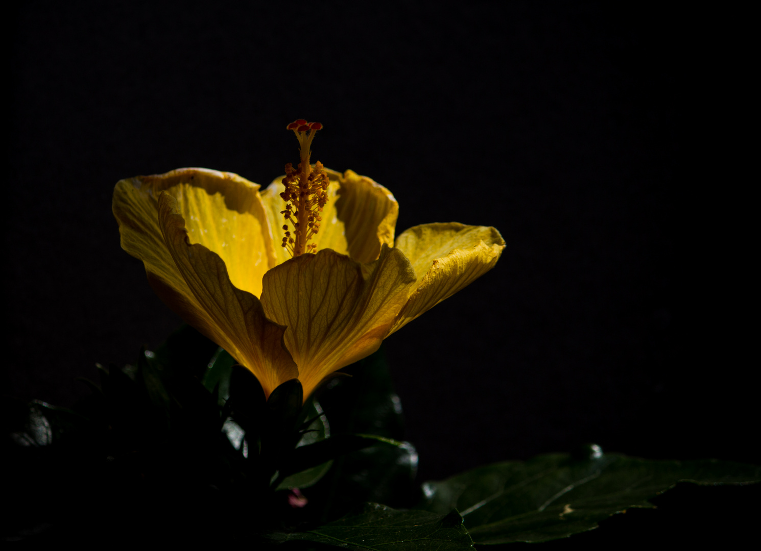 Hibiskus