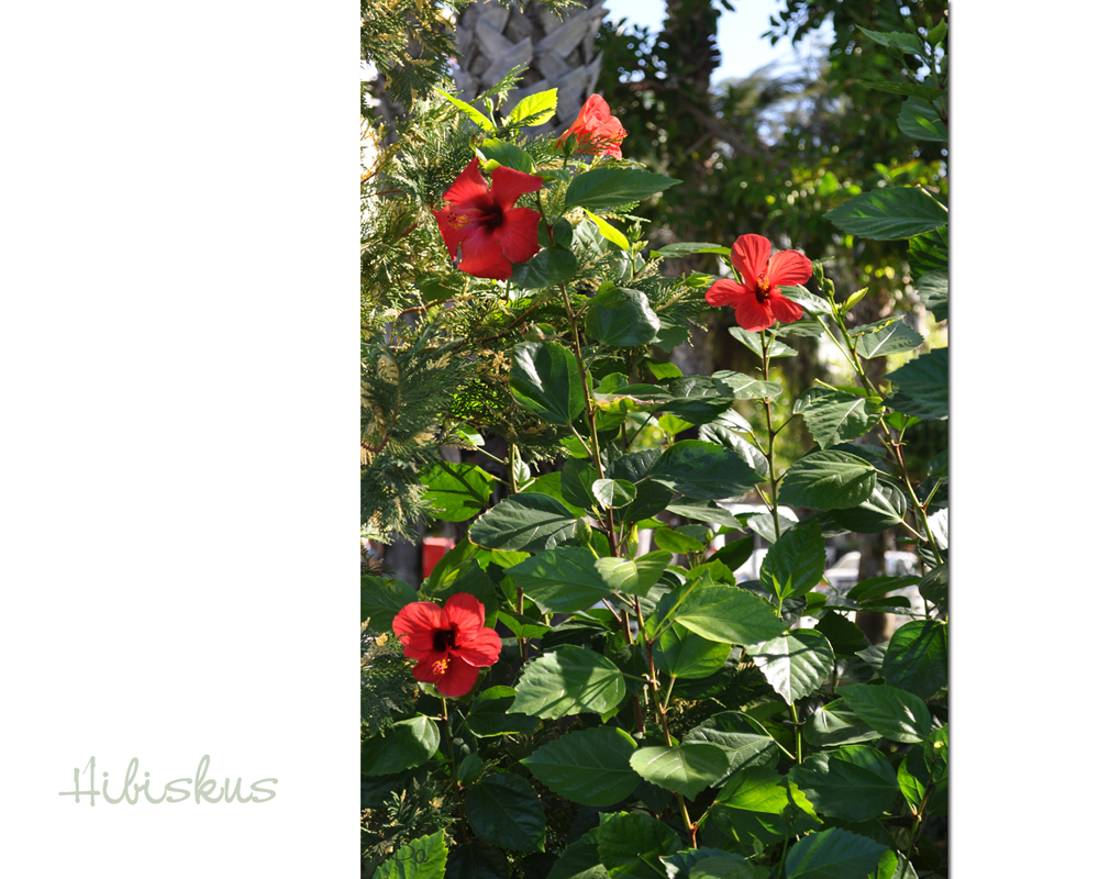 Hibiskus (4)