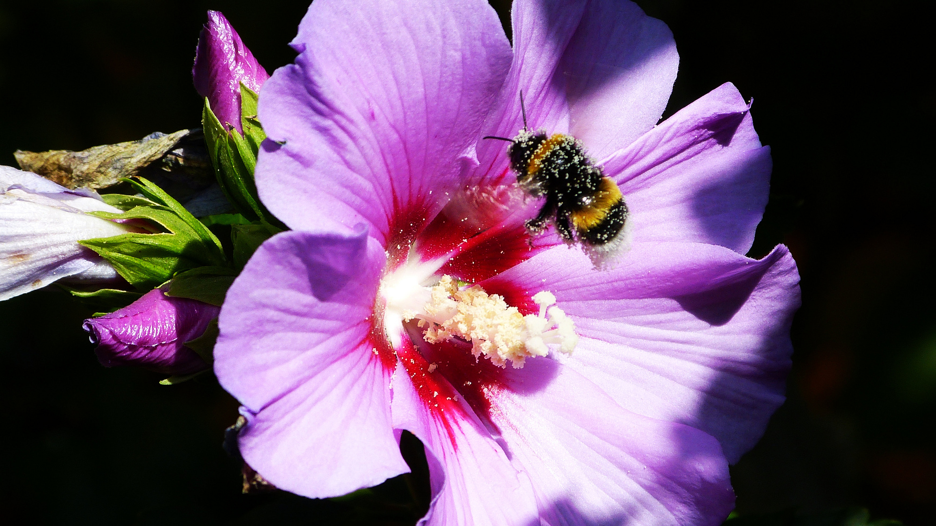 Hibiskus 4