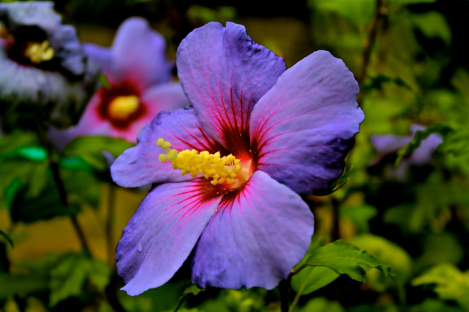 Hibiskus