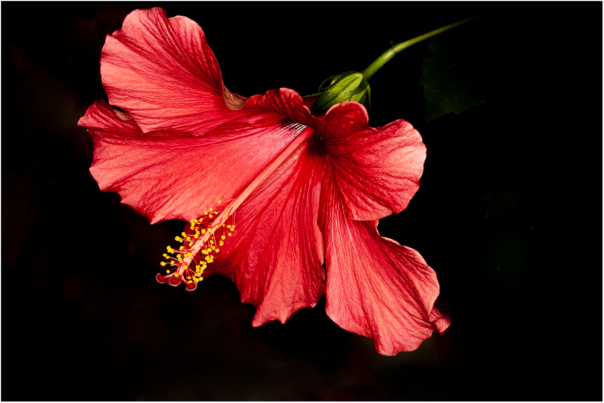 Hibiskus