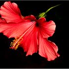 Hibiskus