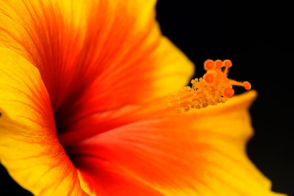 Hibiskus