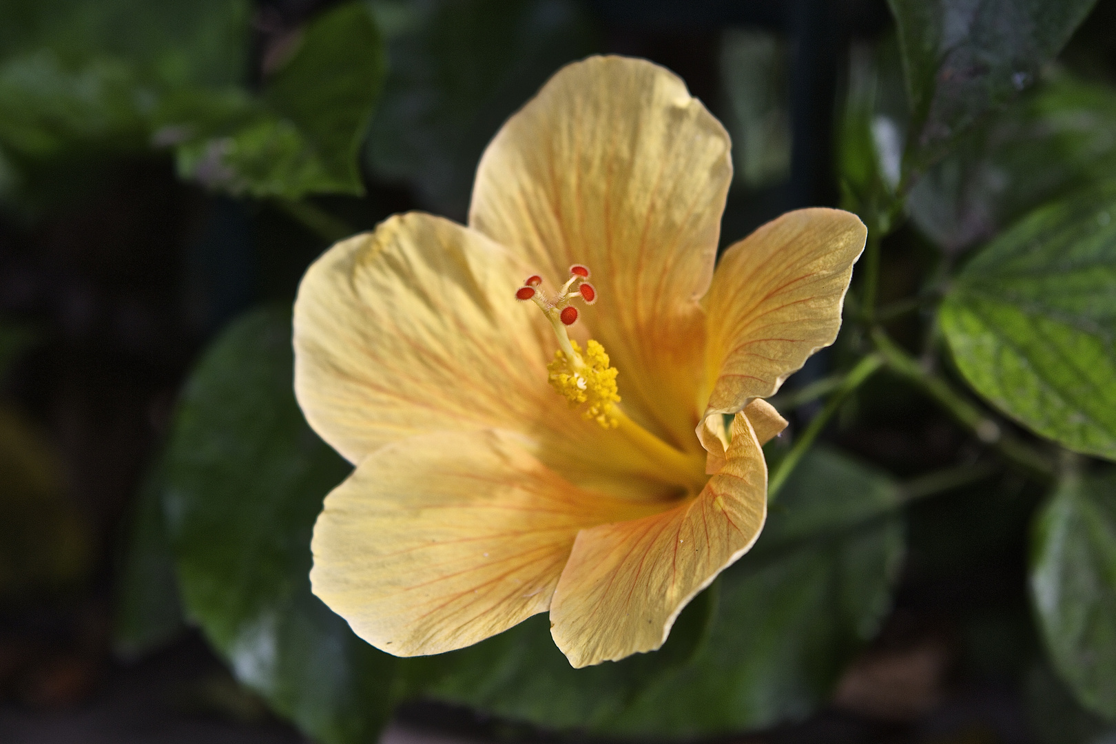 Hibiskus