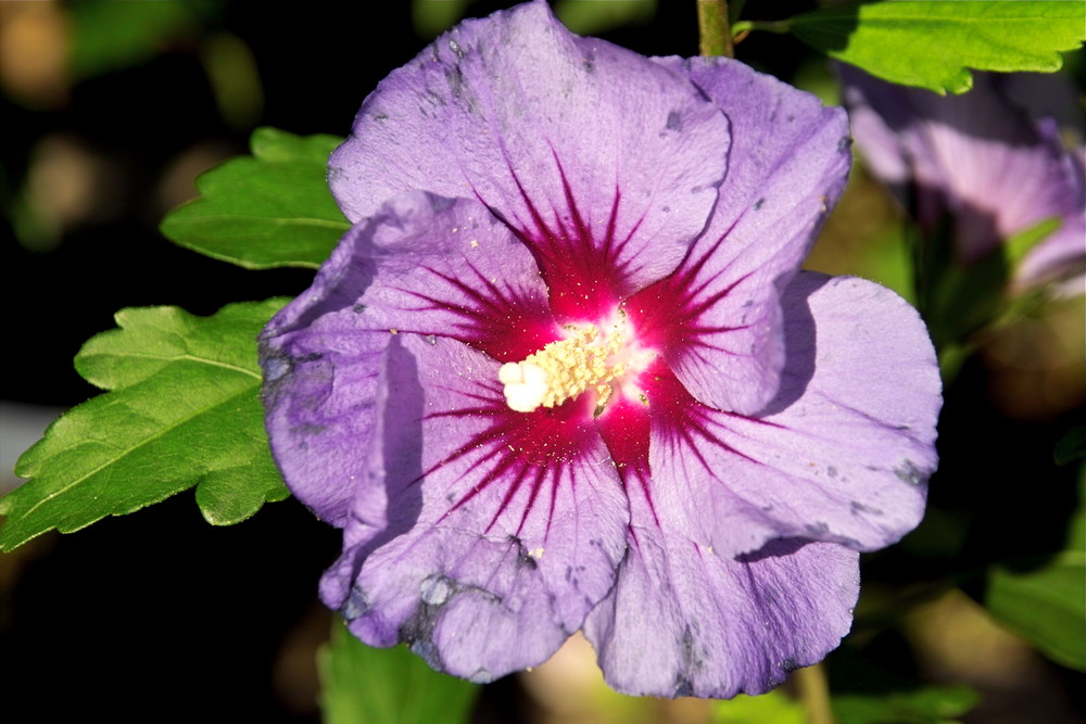 Hibiskus