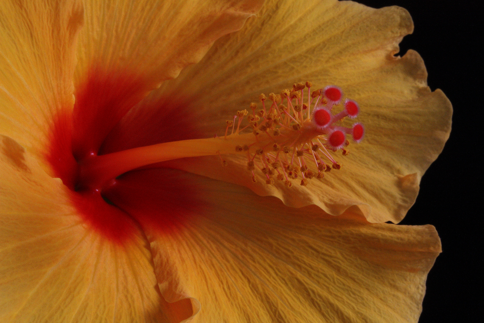 Hibiskus