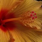 Hibiskus