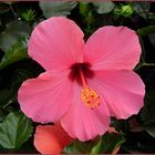 Hibiskus