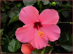 Hibiskus