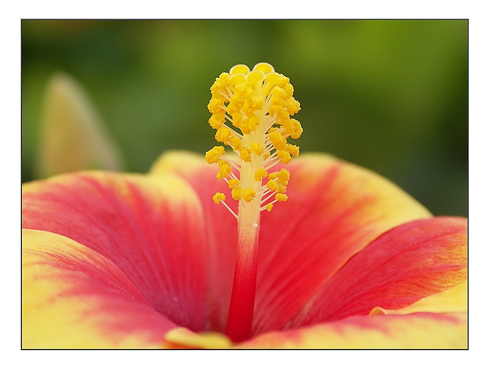 Hibiskus