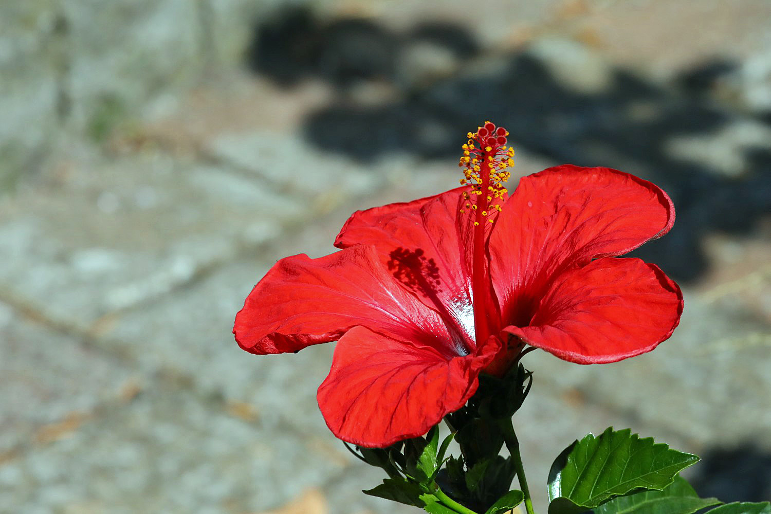 Hibiskus