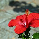 Hibiskus