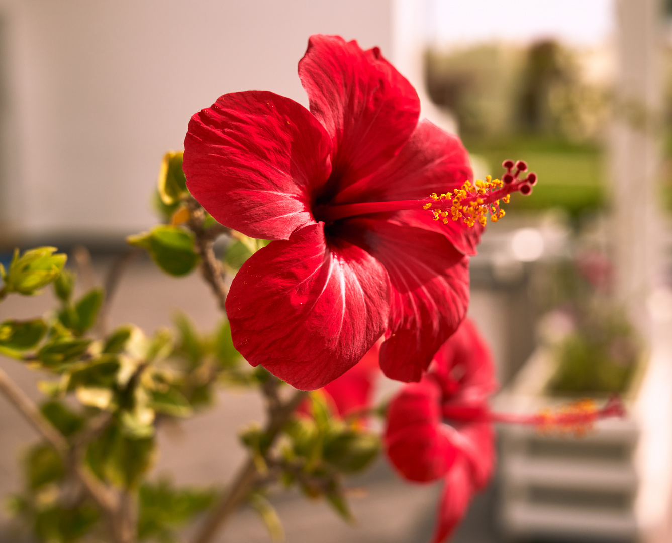 hibiskus