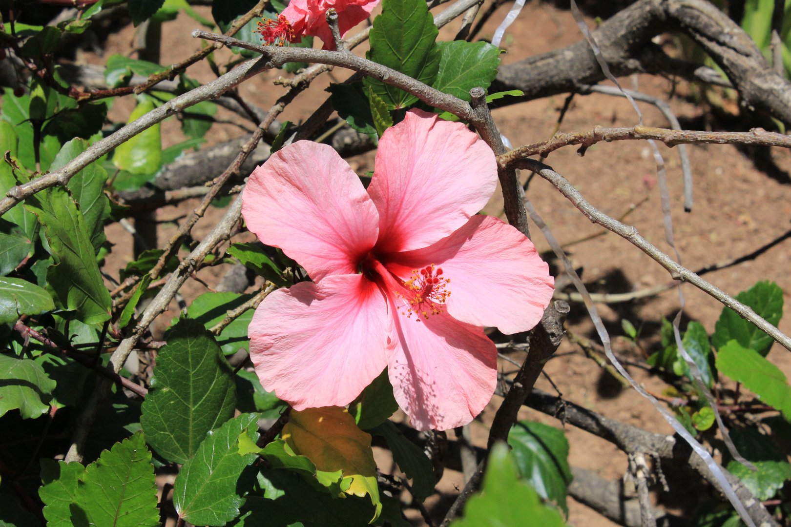 Hibiskus