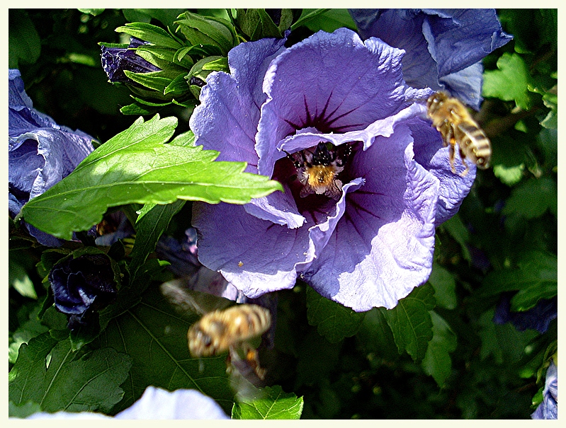 Hibiskus