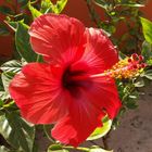 Hibiskus