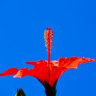 Hibiskus