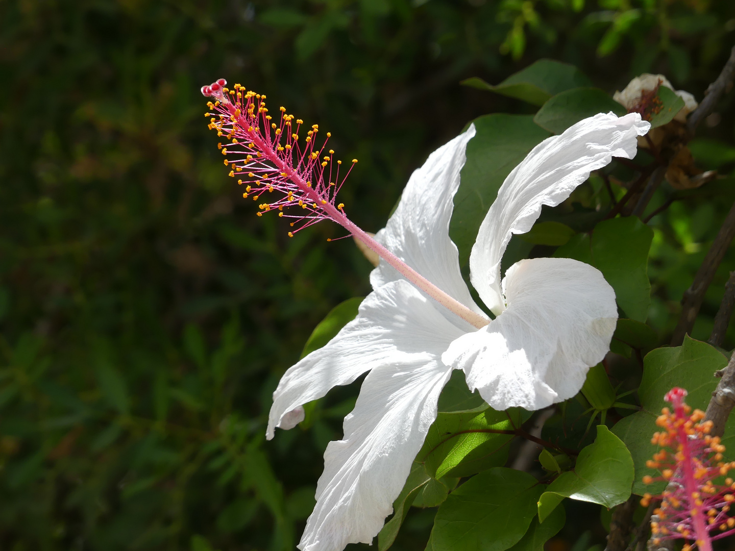 Hibiskus