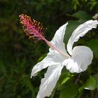 Hibiskus