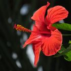 Hibiskus