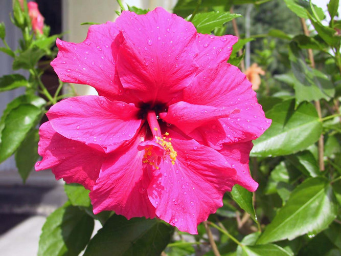 Hibiskus